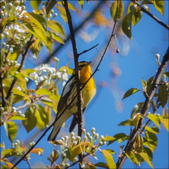 Birds of the Adirondacks: Male Blackburnian Warbler near the VIC parking lot (20 May 2014)